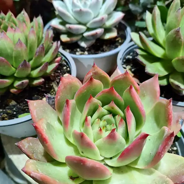 Suculentas