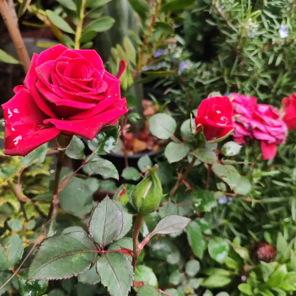 Rosas