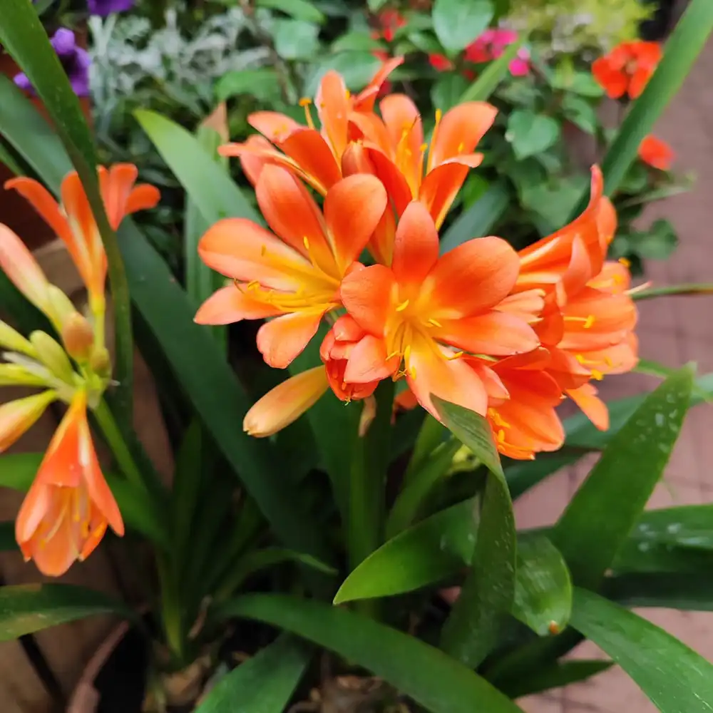 Clivias