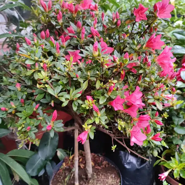 Azaleas