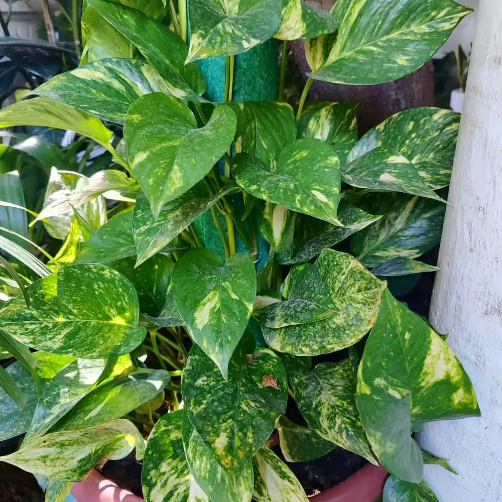 Trepadoras