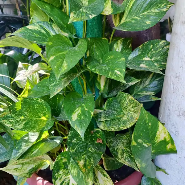 Trepadoras